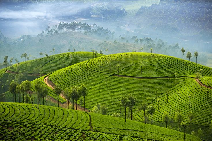 Tea Gardens